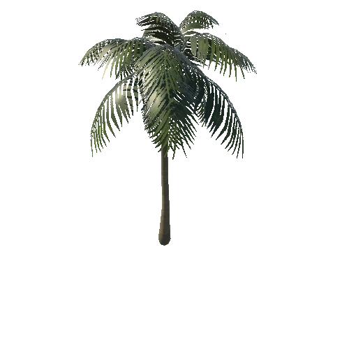 Coconut Tree 02